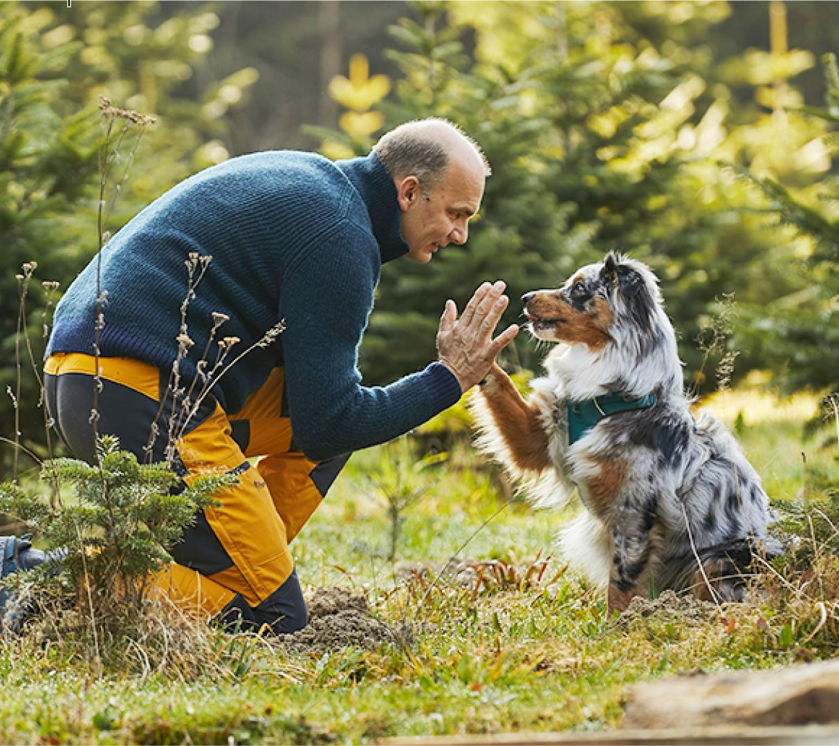 Hund im Gruenen blickt aufmerksam in die Kamera, seine Nase ist im Fokus